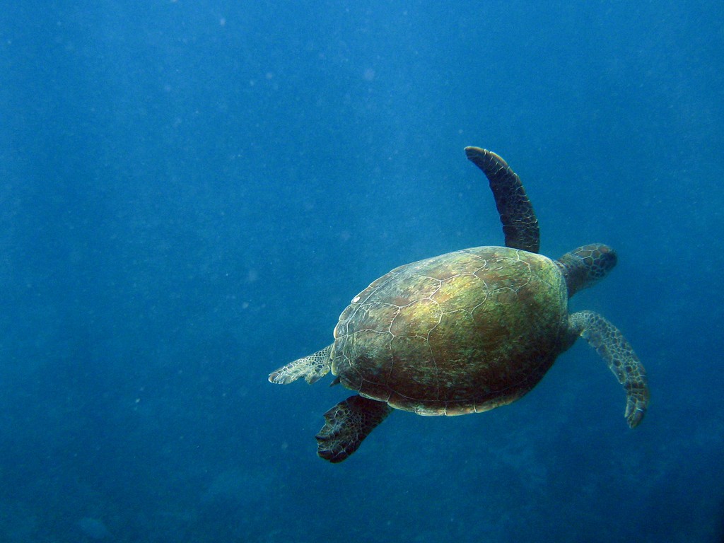 Reef & Marine Life